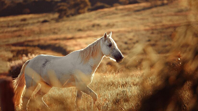 Em 2026, o Cavalo é potencializado pelo Elemento Fogo e polaridade Yang. Isso significa vitalidade, entusiasmo e uma forte tendência à extroversão. Prepare-se para um ano de grandes mudanças e muita exposição/Pexels