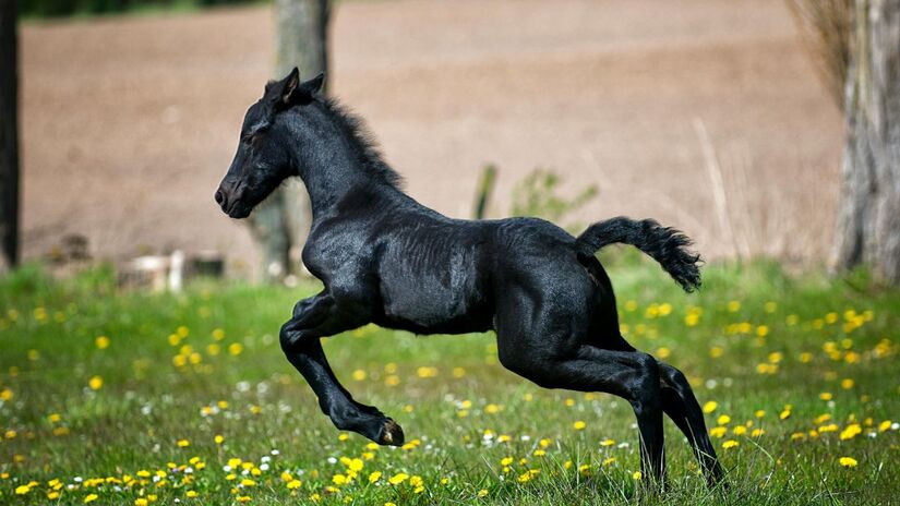 A energia acelerada do Cavalo de Fogo Yang exige cautela. O principal desafio de 2026 será evitar a impulsividade e o estresse. É crucial estabelecer um ritmo que respeite o tempo interno, praticando autocuidado e meditação ativa/Pexels