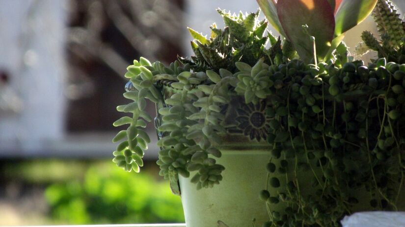 Plantas em casa ajudam a melhorar a qualidade do ar e tornam os ambientes mais agradáveis / Pixabay