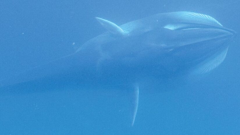 Identificada oficialmente apenas em 2003, a espécie surpreendeu a comunidade científica / Salvatore Cerchio et al. / Royal Society Open Science