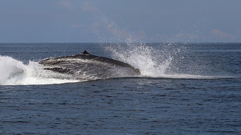 Essa baleia costuma viver em águas tropicais e costeiras, diferindo de outras grandes baleias / Charles J. Sharp/Wikimedia Commons