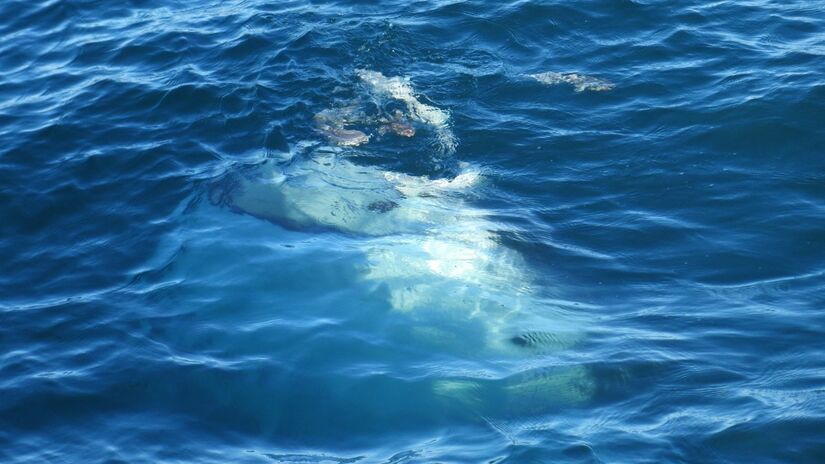 Seu corpo esguio e coloração assimétrica ajudam na identificação da baleia-de-Omura / Pixabay