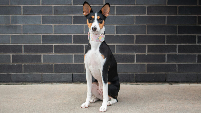 Basenji / Pexels/Kim Dubois