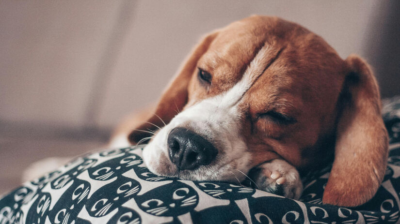 Beagle / Pexels/Dina Nasyrova