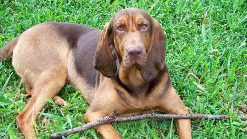 Bloodhound / Pixabay/XYLA