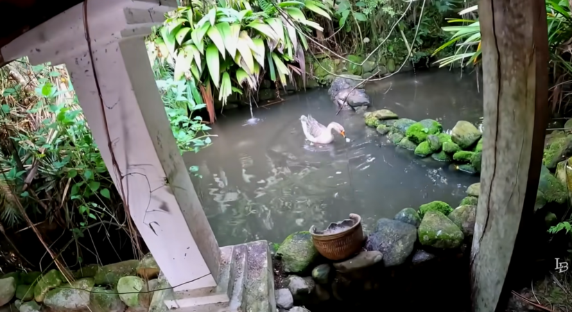 Ainda há patos no lago da mansão / Youtube Lolo Bolado