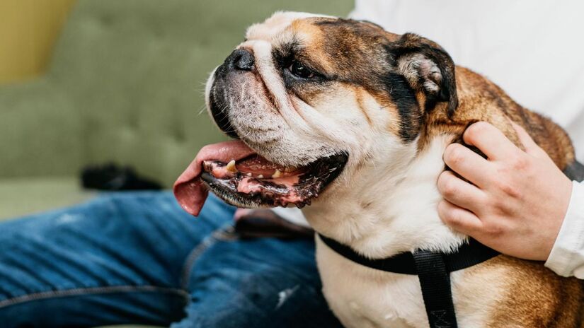 Quando seu cachorro se estica ao te ver chegar, n&atilde;o &eacute; s&oacute; pregui&ccedil;a: &eacute; afeto, confian&ccedil;a e felicidade em forma de gesto/Pixabay