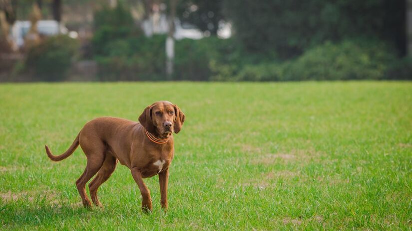 Estudos apontam que inteligência vai muito além de aprender comandos rapidamente / Pixabay