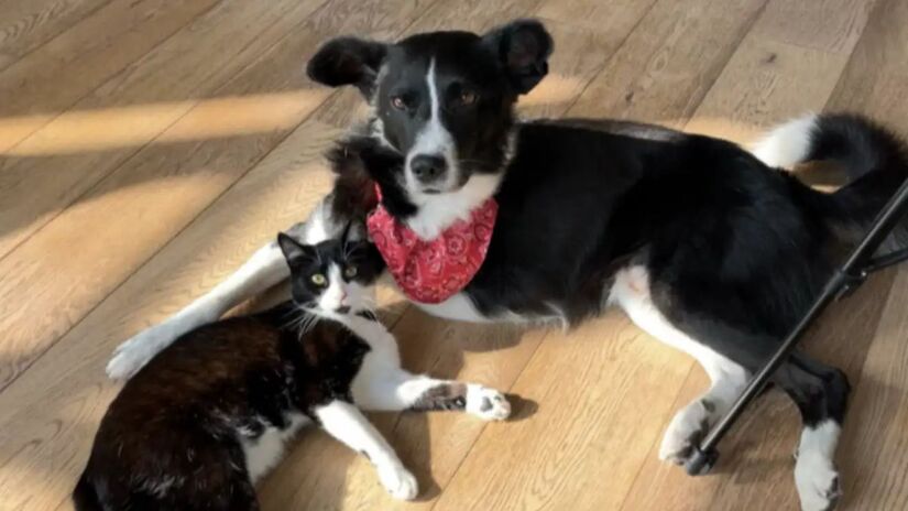 Ap&oacute;s ser baleado e abandonado em uma altitude de 2.500 metros, c&atilde;o supera amputa&ccedil;&atilde;o e hoje viaja o mundo/Instagram