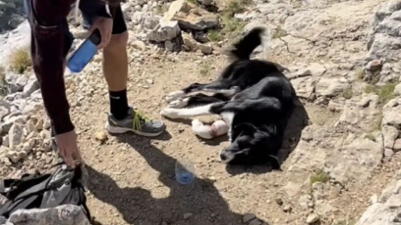 Um casal encontra cachorro ferido no ponto mais alto de Montenegro e faz o imposs&iacute;vel para salv&aacute;-lo/Instagram