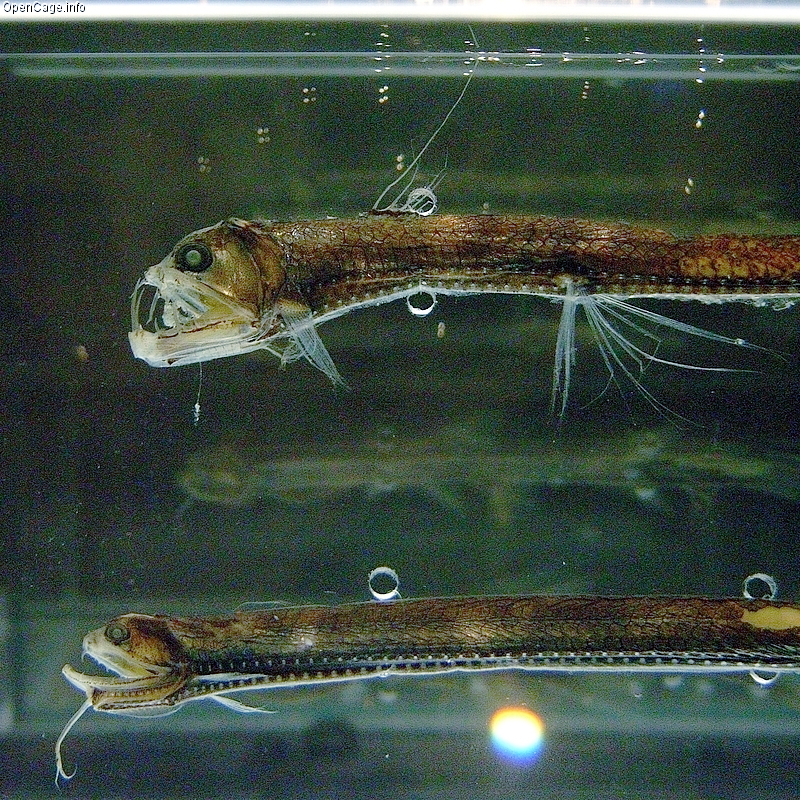 Peixe-v&iacute;bora das profundezas/Wikipedia