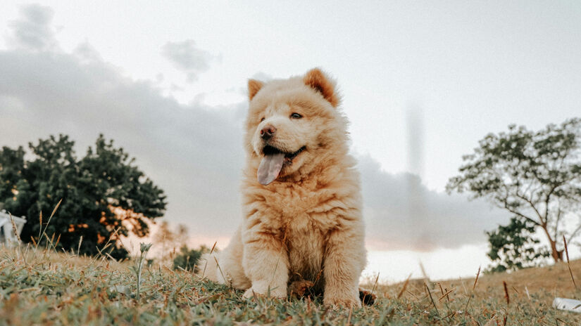 Chow Chow / Pexels/SHARMAINE MONTICALBO