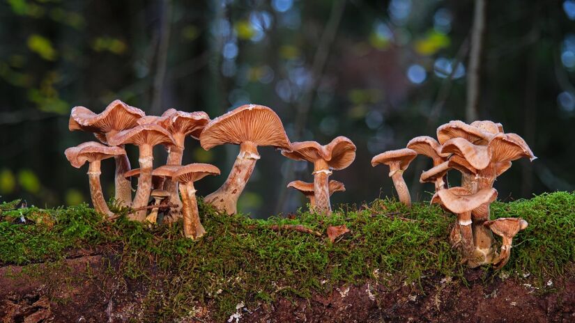 Muitas espécies de fungos formam parcerias com plantas, ajudando na absorção de água e minerais do solo / Pixabay