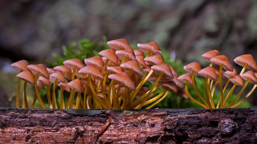 Fungos são a base de antibióticos como a penicilina, revolucionando a medicina moderna / Pixabay