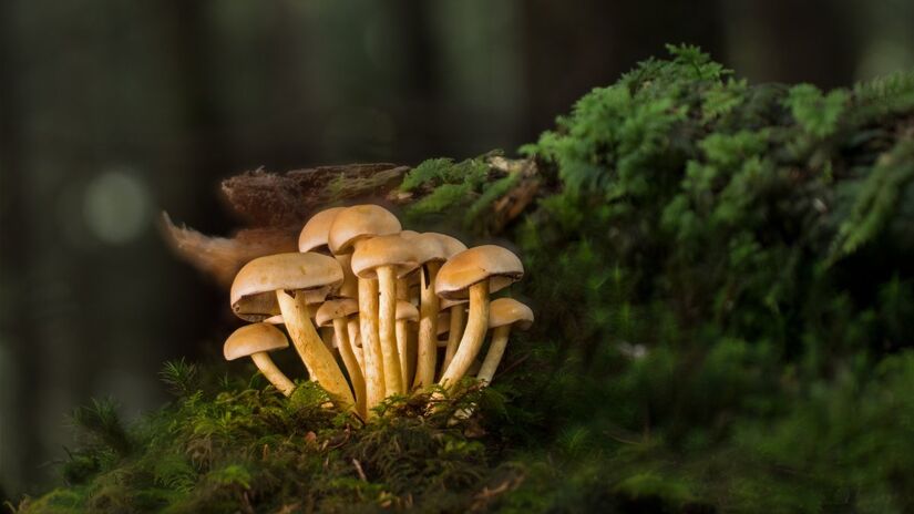 Na culinária, fungos são responsáveis por alimentos como pães, queijos e bebidas fermentadas / Pixabay