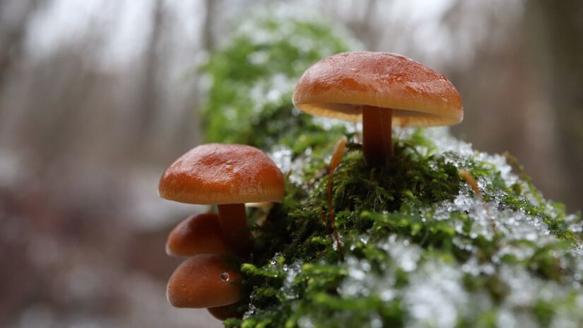 Pesquisas apontam fungos como aliados promissores na biotecnologia e na produção de materiais sustentáveis / Pixabay