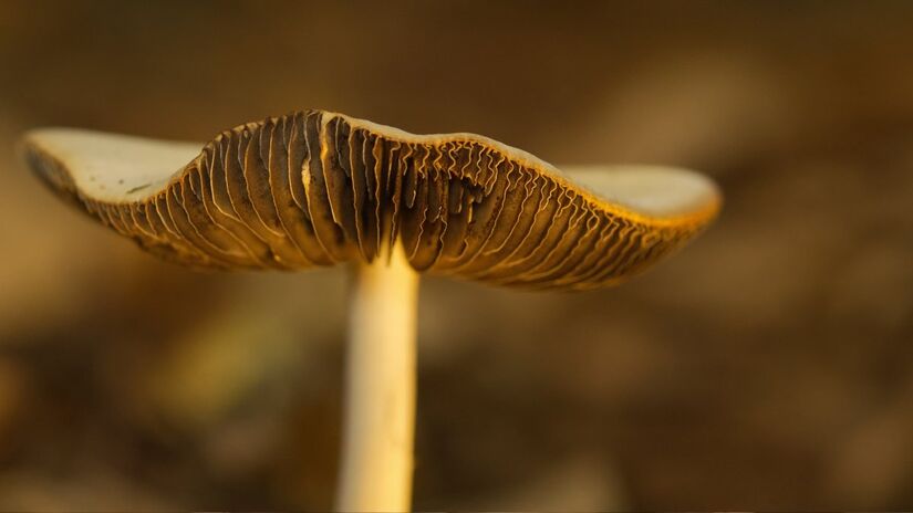 Fungos também ajudam no controle biológico, combatendo pragas sem prejudicar o meio ambiente / Pixabay