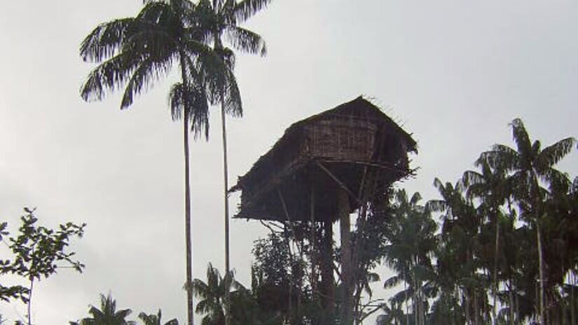 Entre os Korowai, a floresta é fonte de alimento, abrigo e identidade cultural /  ~/Wikimedia Commons