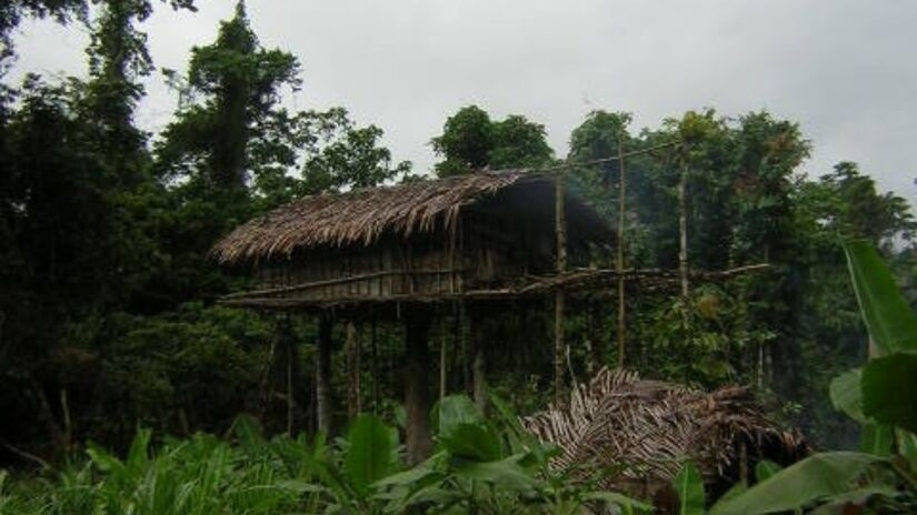 As casas suspensas dos Korowai revelam uma adaptação engenhosa ao ambiente hostil da floresta /  ~/Wikimedia Commons