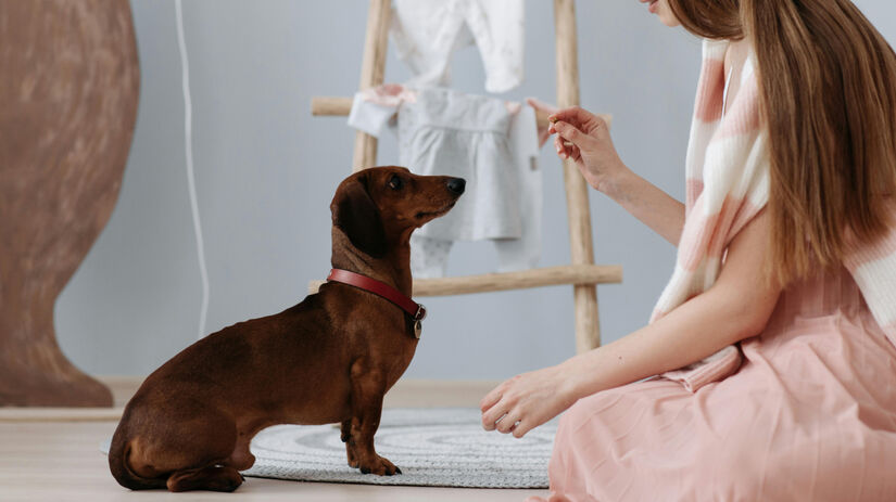 Dachshund / Pexels/Pavel Danilyuk