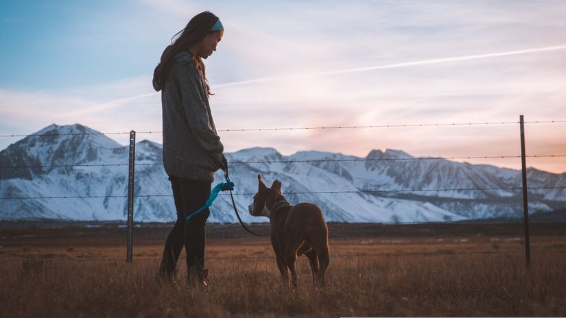 Cada vez mais cães ocupam o posto de membros da família, participando do dia a dia com naturalidade / Pixabay