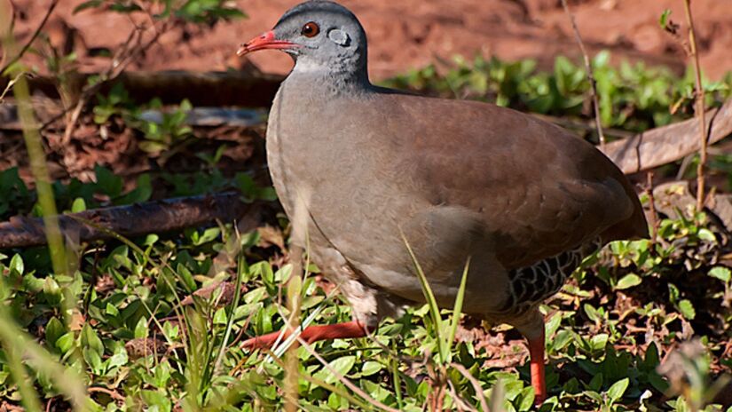 Discreto e dif&iacute;cil de fotografar, o inhambu-choror&oacute; prefere ambientes abertos. Na m&uacute;sica sertaneja, sua voz se tornou s&iacute;mbolo da vida no campo e batizou o cantor Xoror&oacute; / Dario Sanches/Wikimedia Commons