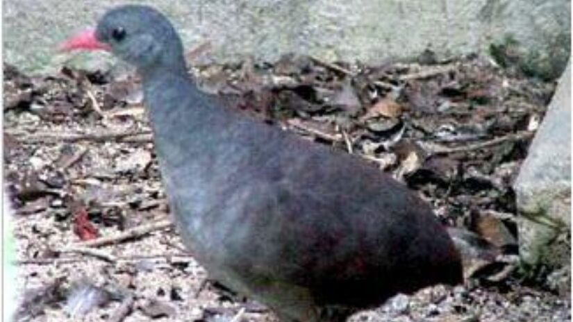 O inhambu-chint&atilde;, inspira&ccedil;&atilde;o para o nome de Chit&atilde;ozinho. Suas penas traseiras lembram o padr&atilde;o do tecido de chita, o que deu origem ao seu apelido popular / Wikimedia Commons