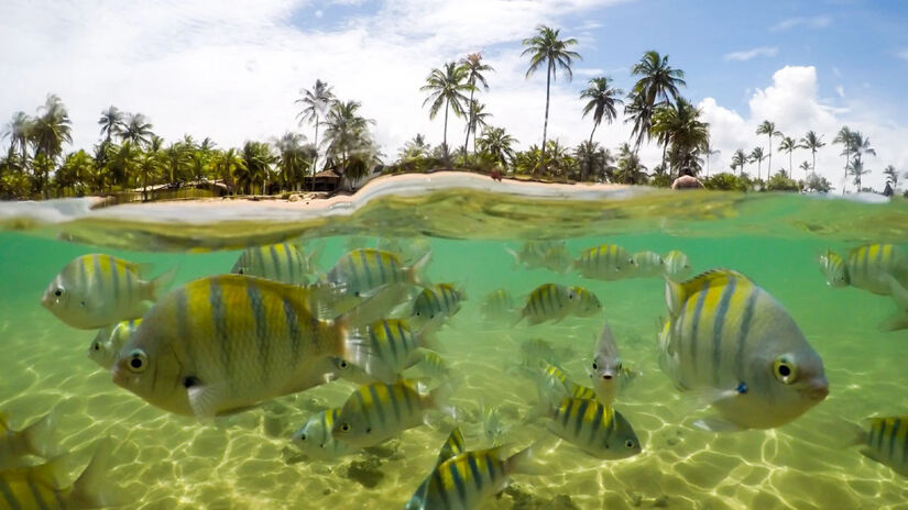 Na maré baixa, a orla revela piscinas naturais que permitem o contato direto com a fauna aquática / Divulgação/Prefeitura de Maraú