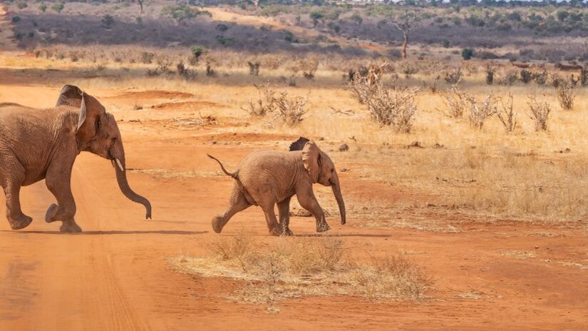 Elefantes formam laços profundos com seus filhotes, oferecendo proteção constante desde os primeiros dias de vida / Pixabay