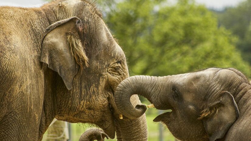 O cuidado com os filhotes reforça a estrutura social dos elefantes, que usam a cooperação para garantir a sobrevivência dos mais jovens / Pixabay