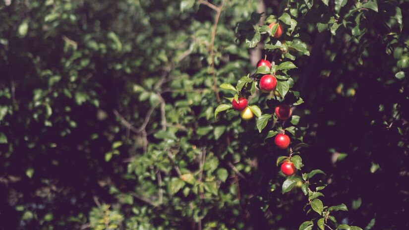 Acerola: Uma pequena "bomba" de antioxidantes que combate o envelhecimento precoce causado pela exposição solar intensa/Pexels