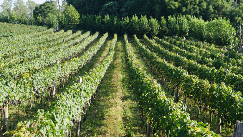 A cidade é famosa pelos espumantes e pela gastronomia / Divulgação/Prefeitura de Garibaldi