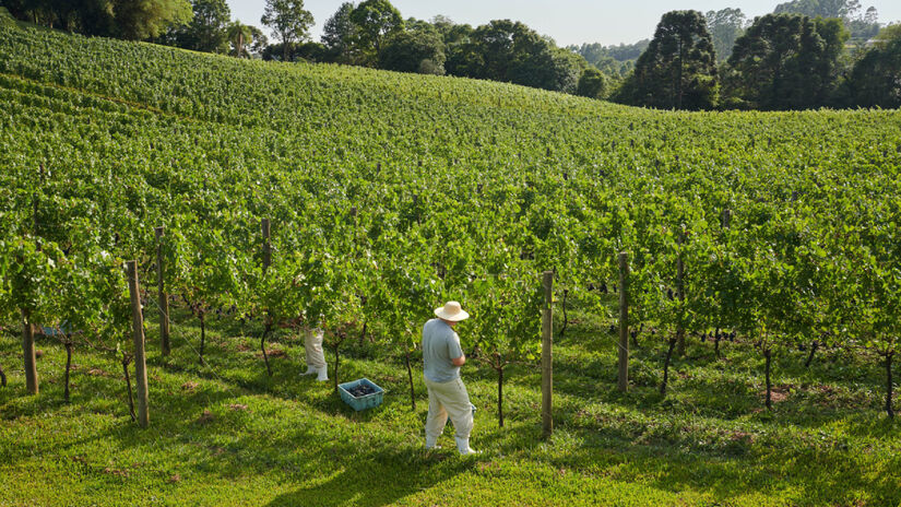 Na Serra Gaúcha, Garibaldi conquista quem procura sossego entre vinhedos / Divulgação/Prefeitura de Garibaldi