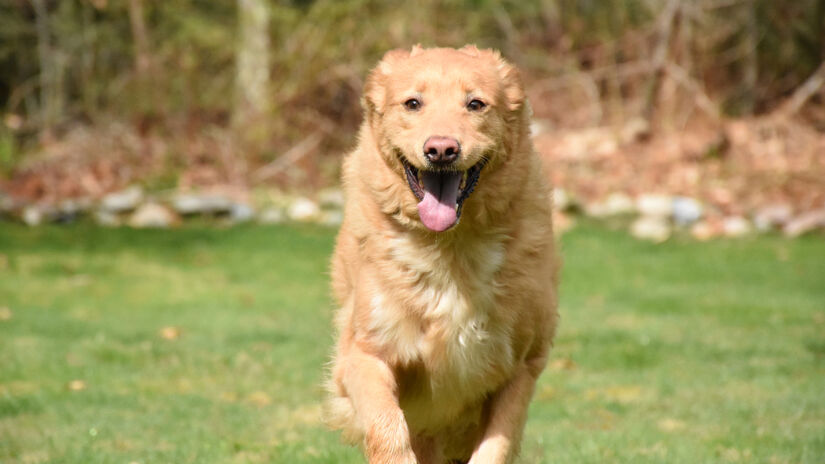 Entre as características observadas estavam disposição para treinar, sensibilidade a estranhos, agressividade e insegurança diante de outros cães / Freepik/DejaVu Designs