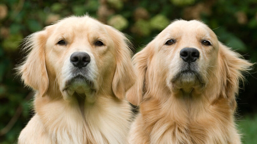 A equipe examinou o DNA de 1.300 golden retrievers / Freepik/wirestock