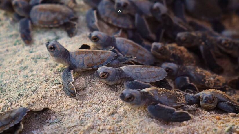 Para&iacute;so em estado bruto: tubar&otilde;es, tartarugas e milhares de aves convivem em equil&iacute;brio no &uacute;nico atol brasileiro /Reprodu&ccedil;&atilde;o (YouTube)