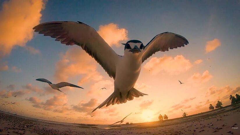 Entre o isolamento e a conserva&ccedil;&atilde;o: a rotina simples e desafiadora de Zelinha mant&eacute;m vivo um dos ecossistemas mais sens&iacute;veis do pa&iacute;s /Reprodu&ccedil;&atilde;o (YouTube)