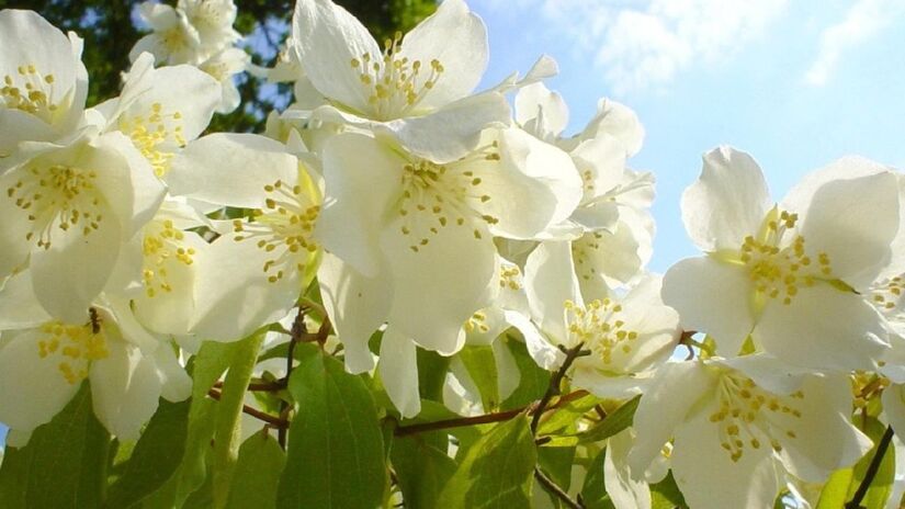 Ch&aacute; ou aromaterapia com jasmim ajudam a melhorar o sono e aliviar a tens&atilde;o acumulada do dia a dia /Pixabay