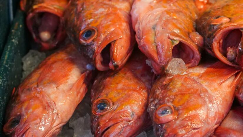 Embora seja considerado uma das espécies mais feias dos mares, ele também é um dos mais gostosos por conta de sua carne branca e firme (Kindel Media/Pexels/Imagem Meramente Ilustrativa)

