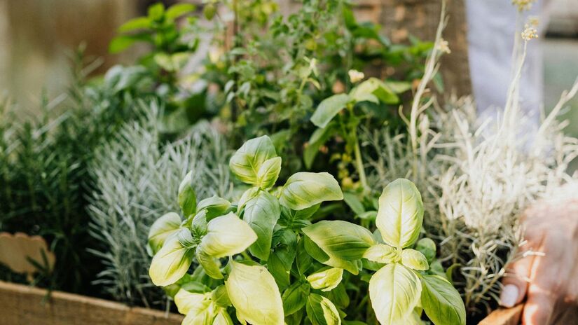 A infusão de cascas de limão utiliza óleos naturais para purificar o ar de forma sustentável/Pexels