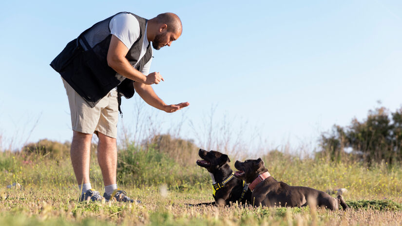 Especialistas reforçam que toda raça precisa de treinamento consistente desde cedo / Freepik