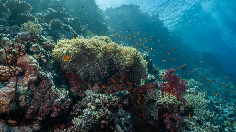 Cordilheiras submarinas podem ser maiores que cadeias de montanhas em terra firme / Pexels