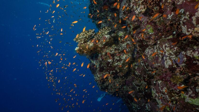 A pressão em zonas profundas pode ser mais de mil vezes maior que ao nível do mar / Pexels