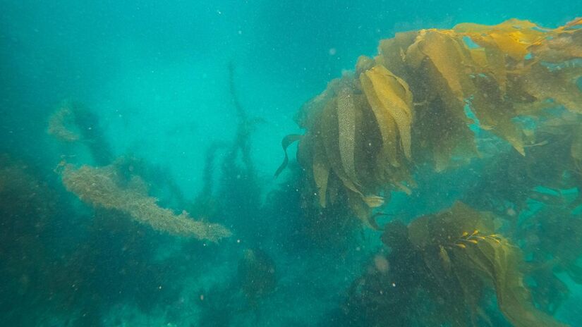 Criaturas como o peixe-diabo vivem em completa escuridão e usam iscas luminosas para capturar presas / Pexels