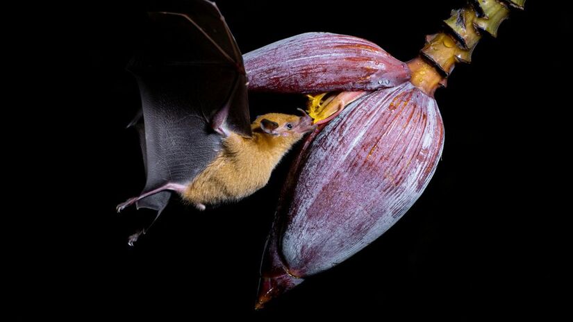 A prefeitura do interior reforça vacinação gratuita de cães e gatos após caso confirmado de raiva em morcego/Pexels