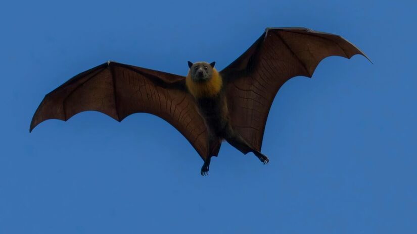 As autoridades do interior paulista alertam que a vacina antirrábica é a única barreira contra o vírus letal/Pexels