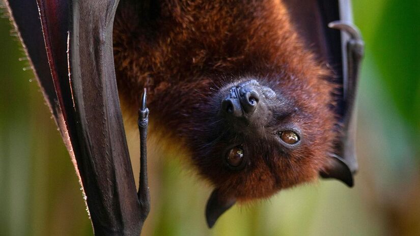 Acione os contatos para recolhimento seguro de animais silvestres na região/Pexels