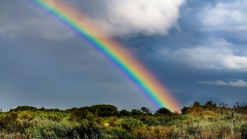 Touro + Verde esmeralda / Carta: A Imperatriz / Ligado à cura e à abundância natural, o verde esmeralda favorece o equilíbrio emocional e a prosperidade. O Tarot indica que Touro entra em um ano de crescimento quando confia mais no fluxo da vida e menos no controle/Unsplash