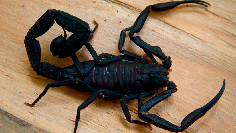 Divulgação/Butantan