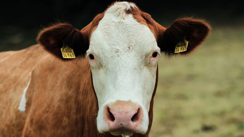 Terra do gado: tem mais vaca do que gente! São quase 4 bovinos para cada pessoa / Pixabay
